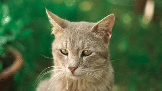 Pretty cat
