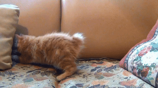Ultra Kitten